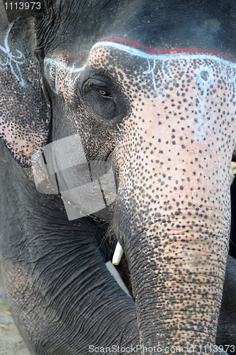 Image of Closeup view of an Asian elephant