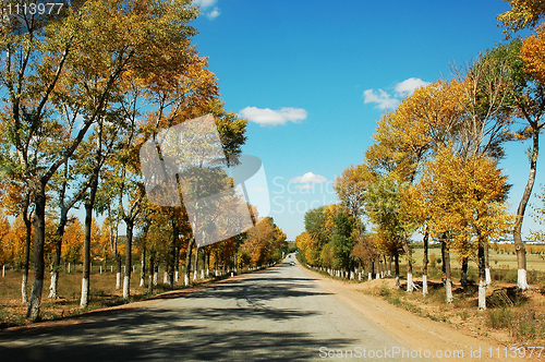 Image of Road in Autumn