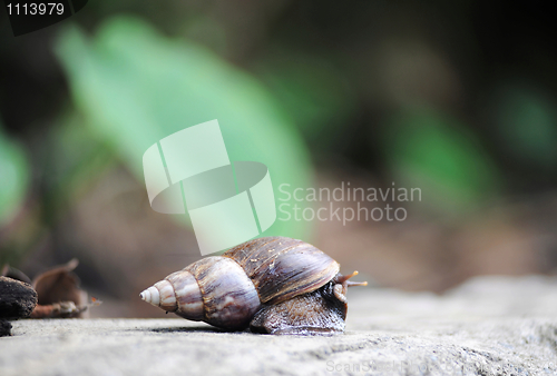 Image of Snail on rock