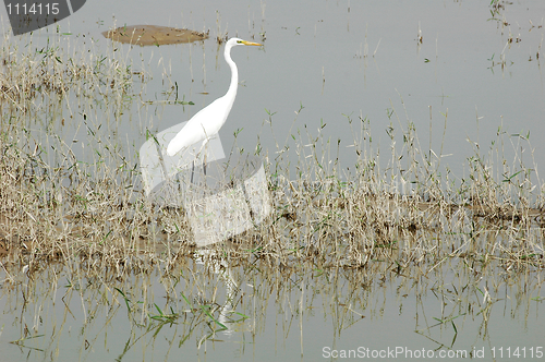 Image of White heron bird at a lake