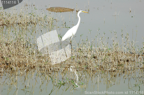 Image of White heron bird at a lake