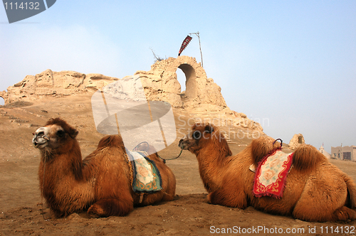 Image of Camels at the relics of an ancient castle