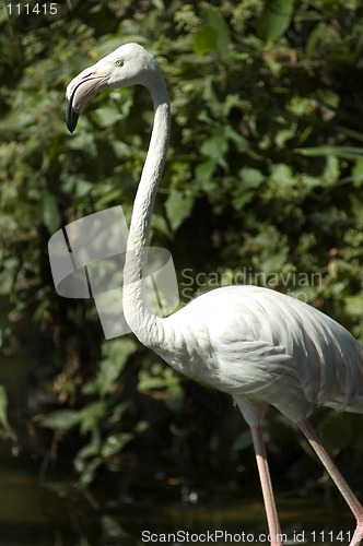 Image of flamingo