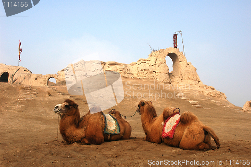 Image of Camels at the relics of an ancient castle