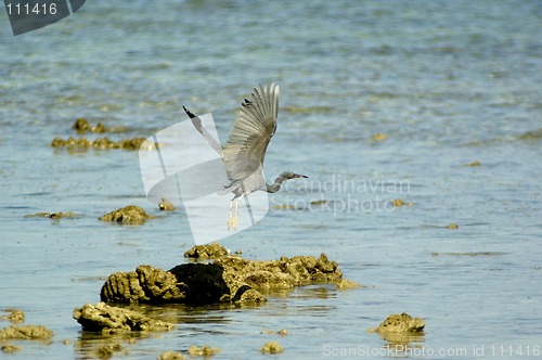 Image of heron