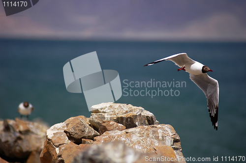 Image of Flying seagull 