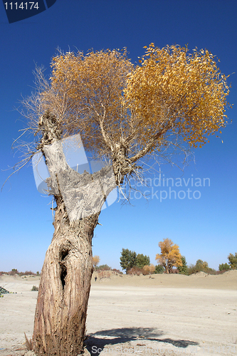 Image of Landscape of a tree with golden leaves in autumn