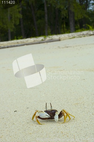 Image of crab