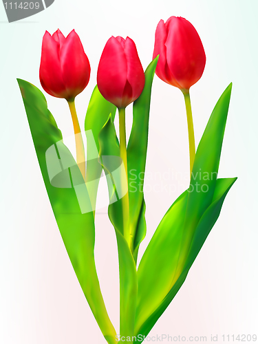 Image of Three tulips. EPS 8
