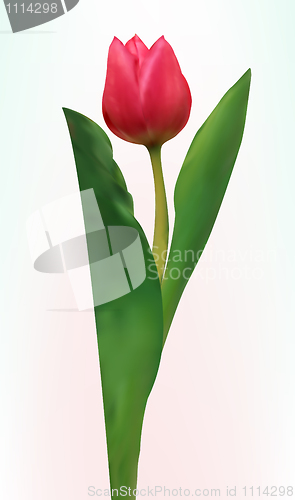 Image of Tulip flower isolated. EPS 8