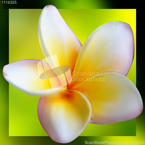 Image of Frangipani Plumeria flower. EPS 8