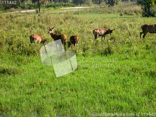 Image of deer