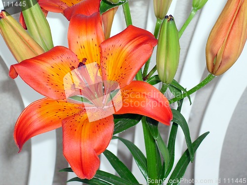 Image of Lily