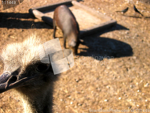 Image of ostrich and pig