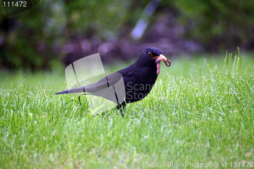 Image of Blackbird in grass