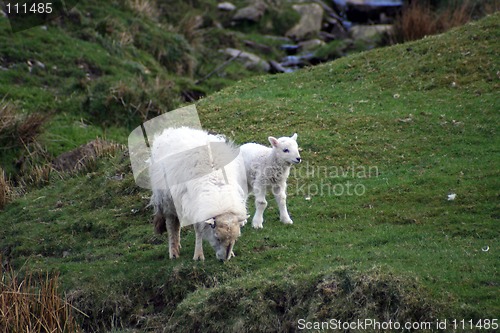Image of Ewe with lamb