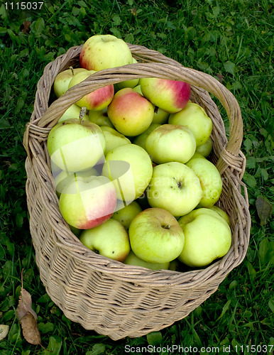 Image of Molly with apples.