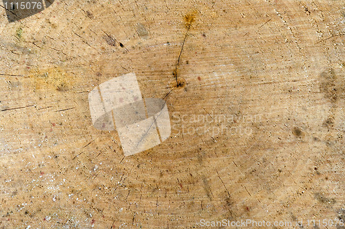 Image of Cut of birch barrel.