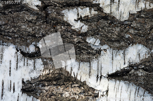 Image of Birch bark.