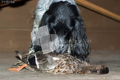 Image of Dog and the gamebird.