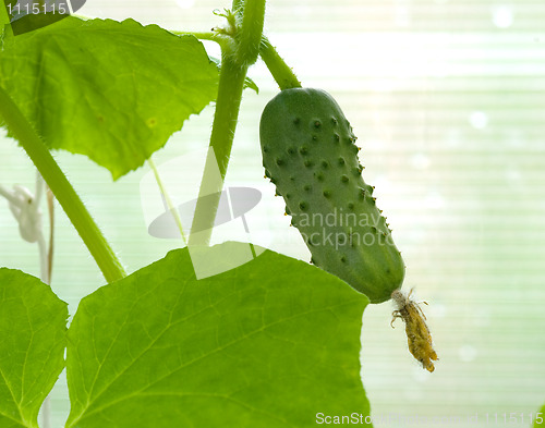 Image of Cucumber on a branch.