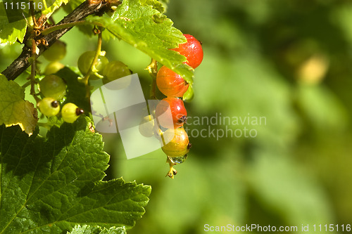 Image of northern red currant
