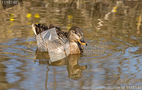 Image of Wild Duck.