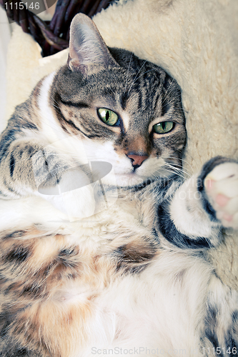 Image of Fat Cat
