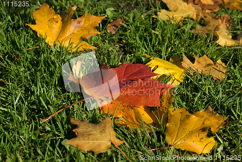 Image of Autumn leaves