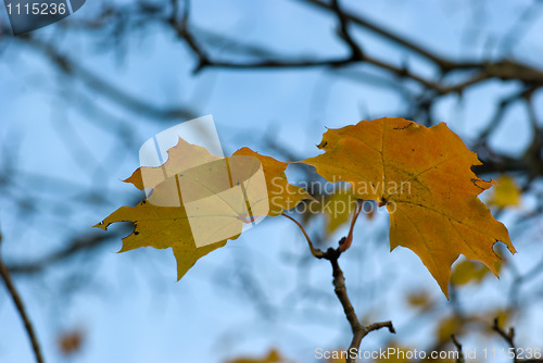 Image of Yellow maple leaves