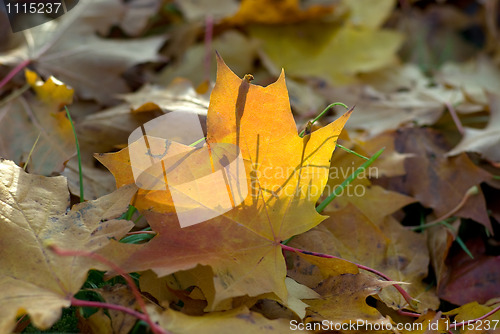 Image of Autumn leaves