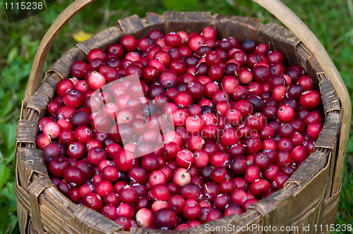 Image of Cranberry crop in a basket.