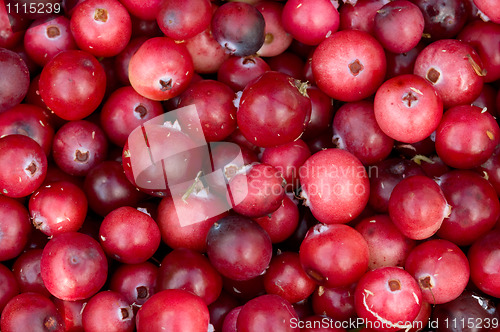 Image of Background from cranberry berries.