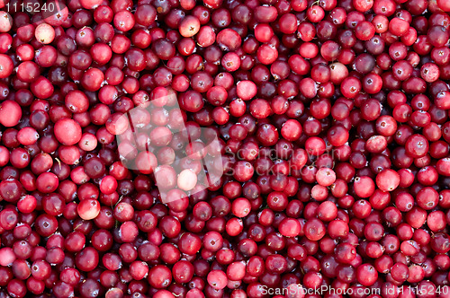 Image of Fresh cranberry.