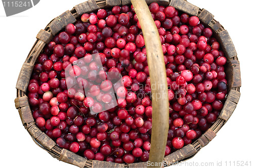 Image of Basket with a cranberry.