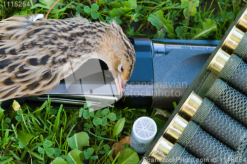 Image of Gun, corn-crake and cartridges.