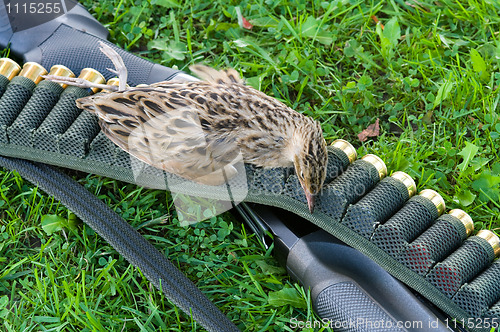 Image of Ammunition belt, hunting gun and feathery game.