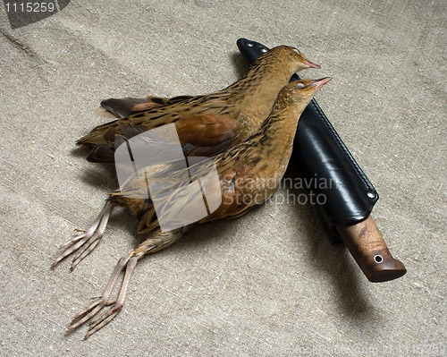 Image of Knife and birds.