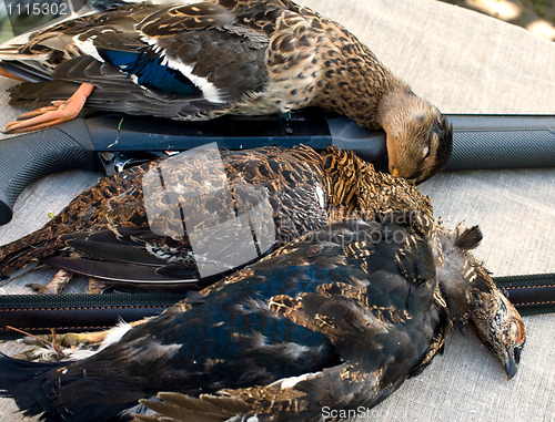 Image of Duck and black grouses.