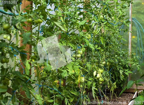 Image of Crop of tomatoes in a hotbed.