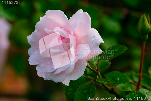 Image of Rose after a rain
