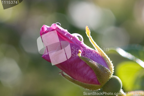 Image of Rose bud