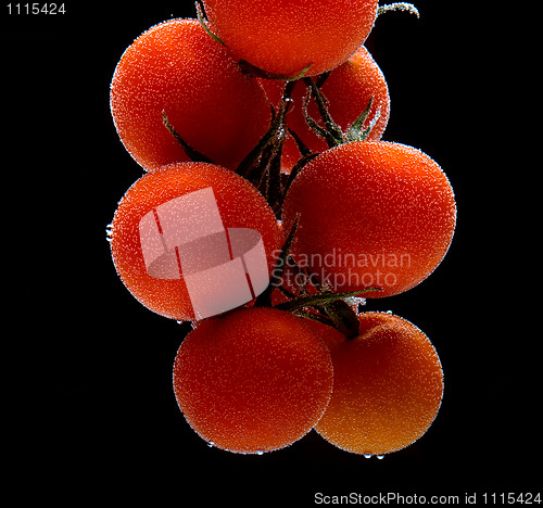 Image of Branch of tomatoes cherry