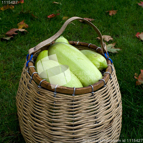 Image of Wattled basket with vegetable marrows.
