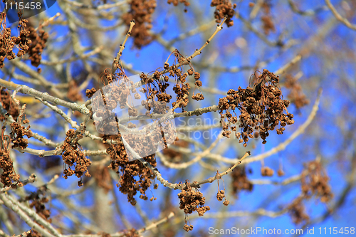 Image of Winter Tree Blossoms against Blue Sky