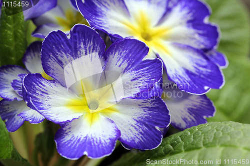 Image of Blue and White Primrose Flowers