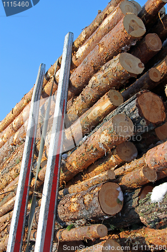 Image of Pine Logs on Logging Trailer