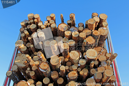 Image of Pine Logs on Logging Semi Trailer