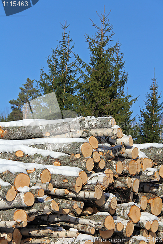 Image of Birch Logs and Spruce Trees