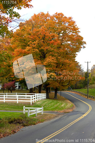 Image of Vibrant Fall Foliage Maple Tree